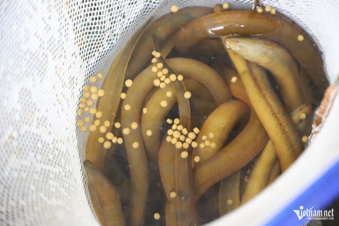 Những con lươn vàng, nguồn nguyên liệu để Phong chế biến khô và chà bông