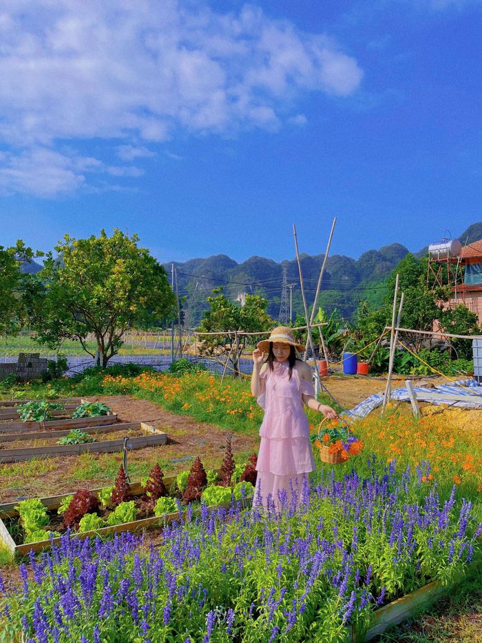 Khách ra vườn tự thu hoạch rau trái, thưởng thức trà chiều trong không gian nên thơ ở homestay