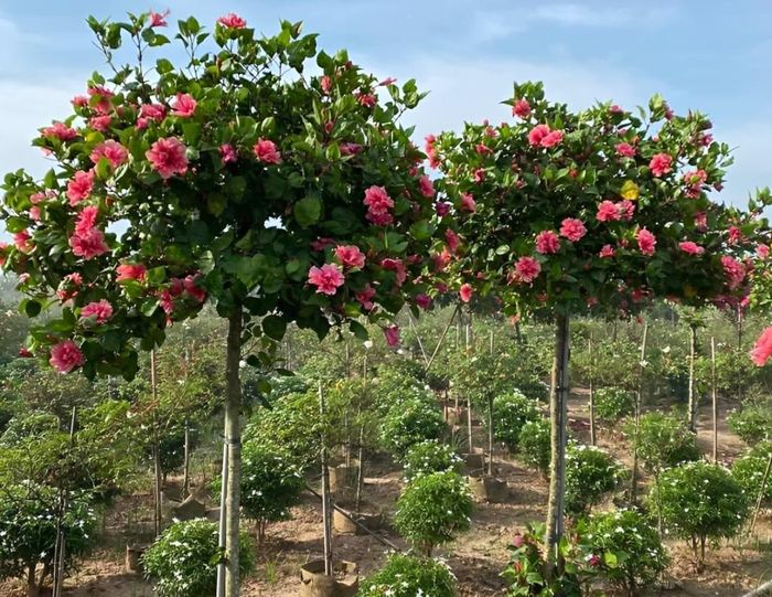 Hoa râm bụt với sắc đỏ thắm rực rỡ, tượng trưng cho giàu sang, quyền lực và hạnh phúc viên mãn.