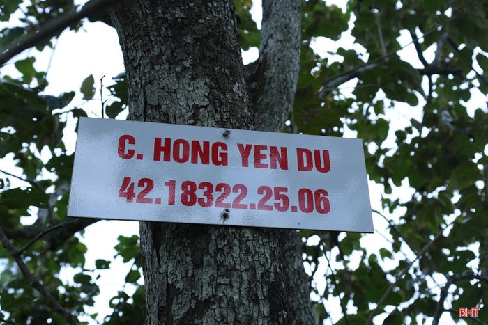Gia đình bà Trần Thị Nguyệt ở thôn Đức Lĩnh, xã Mai Hoa hiện sở hữu cây hồng Yên Du hơn 100 tuổi do cha mẹ để lại. Từ cây hồng cổ thụ này, bà Nguyệt đã nhân giống, mở rộng diện tích và đến nay phát triển được vườn hồng gần 500 cây, sản lượng mỗi năm đạt từ 4 đến 5 tấn quả.