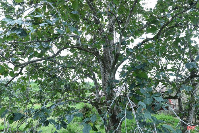 Chị Huê cho biết: “Những cây hồng lâu năm có thân lớn, tán rộng, dáng đẹp nên mỗi khi vào mùa quả chín, nhiều người đến đây chụp ảnh. Đây cũng là điểm nhấn riêng của vườn, tạo thêm sức hấp dẫn đối với người dân và du khách khi đến tham quan”.