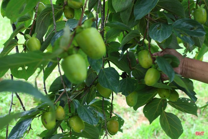 Thôn Đức Lĩnh, xã Mai Hoa hiện có hơn 40 ha hồng Yên Du, trong đó hơn 20 cây đã có tuổi đời từ 50 năm trở lên. Những cây hồng cổ thụ không chỉ bền bỉ cho quả mà còn trở thành một phần quen thuộc trong đời sống của người dân nơi đây.