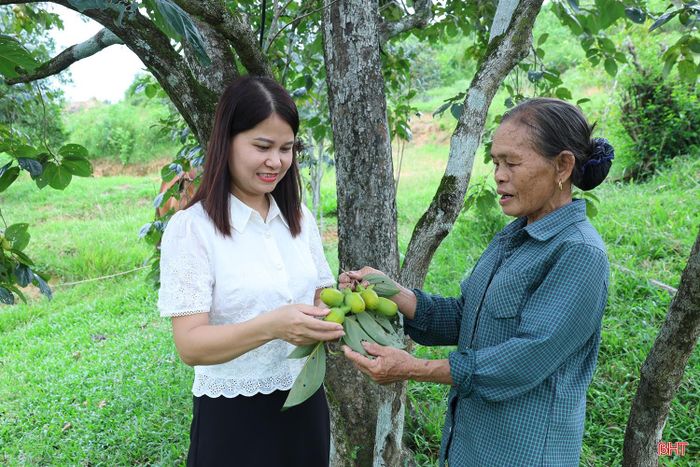 Không chỉ tạo nên một sản vật đặc trưng, những cây hồng lâu năm còn mang theo ký ức của làng quê. Mỗi mùa hồng chín vì thế không đơn thuần là mùa thu hoạch, mà còn gợi nhắc về một nét văn hóa đã bền bỉ hiện diện trong đời sống cộng đồng. Qua năm tháng, những cây hồng cổ thụ vẫn xanh tốt, sai quả như những chứng nhân của sự gắn bó giữa con người với vùng đất này.