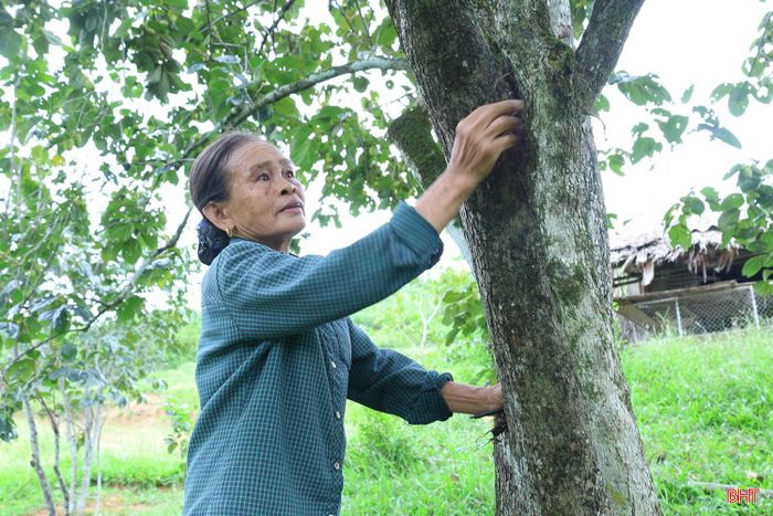 “Từ cây hồng bố mẹ để lại, gia đình tôi đã nhân giống bằng phương pháp chắn rễ và chiết cành, vừa mở rộng vườn, vừa cung cấp giống cho nhiều hộ dân trong và ngoài xã. Dù đã hơn 100 tuổi nhưng nhờ được chăm sóc thường xuyên, cây vẫn xanh tốt, sai quả” – bà Nguyệt chia sẻ.