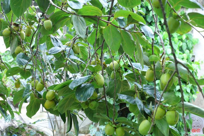 Cây hồng cổ thụ của gia đình bà Nguyệt mỗi năm đạt từ 2,2 đến 2,5 tạ quả.