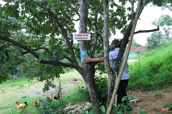 Cây hồng trên 60 năm của gia đình ông Nguyễn Văn Hoàn, thôn Đức Lĩnh, xã Mai Hoa.