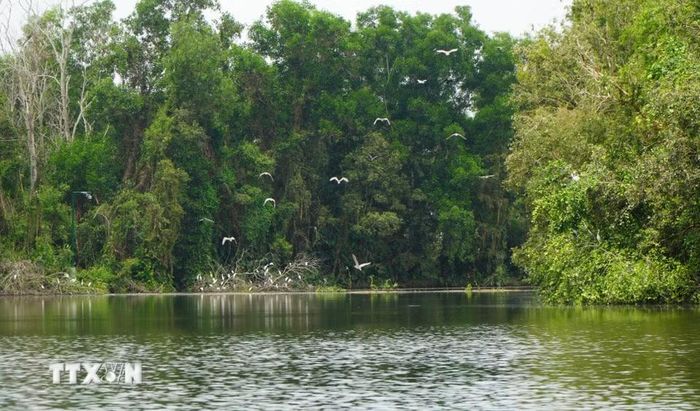 Khu bảo tồn sinh thái Đồng Tháp Mười là nơi trú ngụ, sinh sản của nhiều loài chim, cò. (Ảnh: Nhựt An/TTXVN)