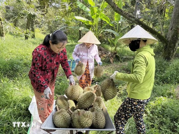 Thu hoạch sầu riêng. (Ảnh Công Trí/TTXVN)