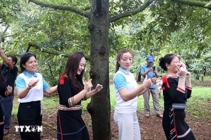 Du khách cùng múa xoang, giao lưu với người dân bản địa tại vườn sầu riêng trong khuôn khổ Lễ hội. (Ảnh: Hoài Thu/TTXVN)