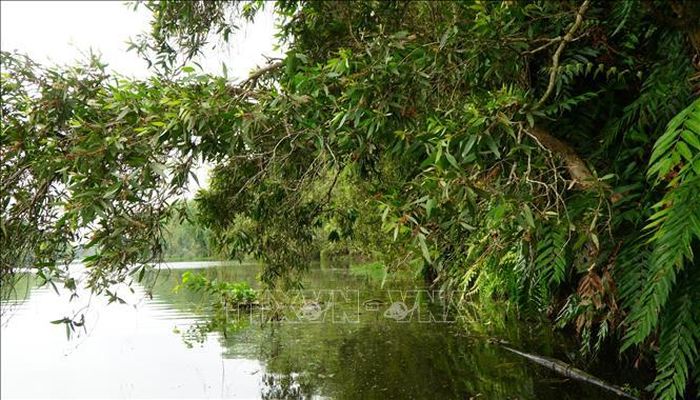 Tràm là cây trồng chính tại Khu bảo tồn sinh thái Đồng Tháp Mười.