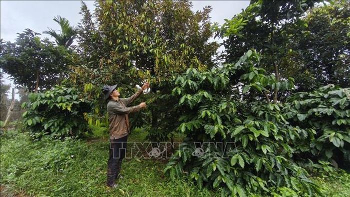 Đất trồng cây cà phê và sầu riêng của ông Nguyễn Văn Hợp (xã Quảng Tín, tỉnh Lâm Đồng) nằm trong phạm vi giải phóng mặt bằng của dự án cao tốc Gia Nghĩa - Chơn Thành.