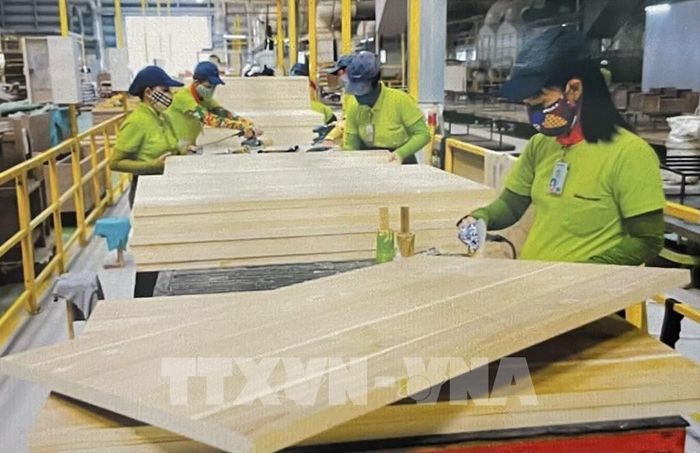 Công nhân nhà máy gỗ chuẩn bị nguồn hàng xuất khẩu. Ảnh: Hồng Nhung - TTXVN