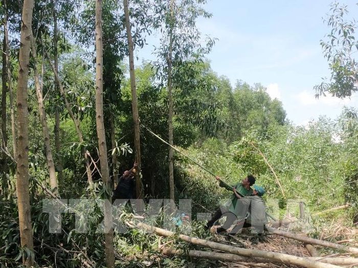 Trồng rừng gỗ lớn vẫn gặp nhiều khó khăn, kết quả chưa đạt được như kỳ vòng. Ảnh minh họa: Phạm Kha – TTXVN