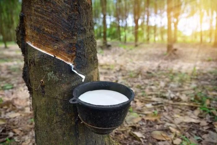 Giá cao su tại các doanh nghiệp lớn tại thị trường trong nước bình ổn