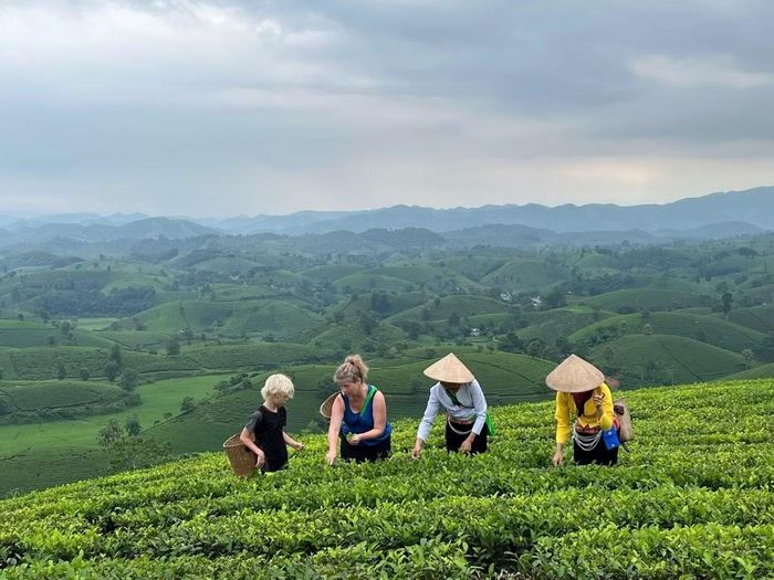 Du khách trải nghiệm hái chè, trực tiếp hòa vào nhịp sản xuất của người dân và cảm nhận giá trị của một nghề gắn với đời sống nông thôn