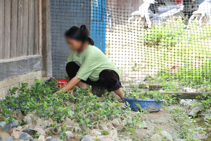 Mới 15 tuổi và đã mang thai tháng thứ 8 nhưng Chứ Thị Đớ vẫn phải lo công việc chọn giống cây cà phê cho mùa vụ mới.
