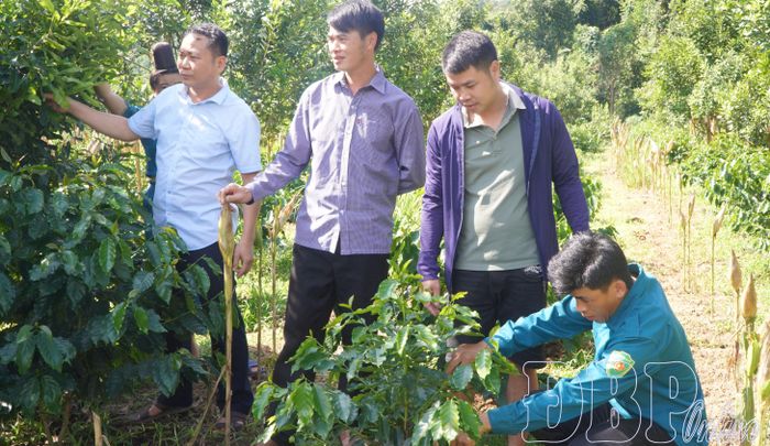 Cây cà phê được trồng xen cây mắc ca tại xã Chiềng Sinh.