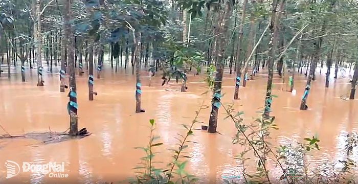 Mưa lớn làm khoảng 3ha cao su của người dân bị ngập. Ảnh: UBND xã cung cấp