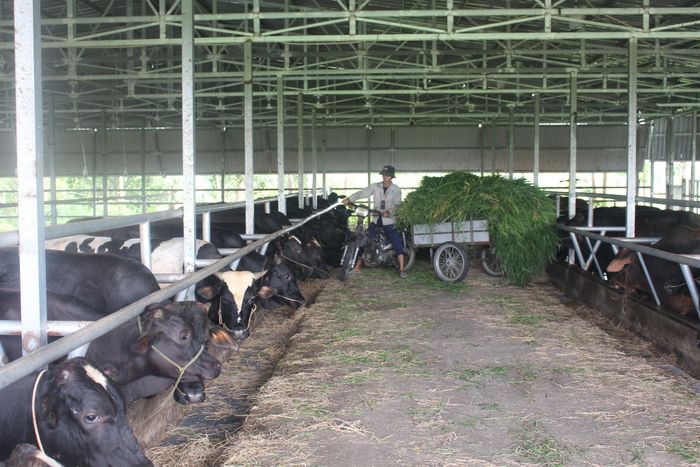 Phân bò bón cho cỏ, cỏ cắt lại làm thức ăn cho bò