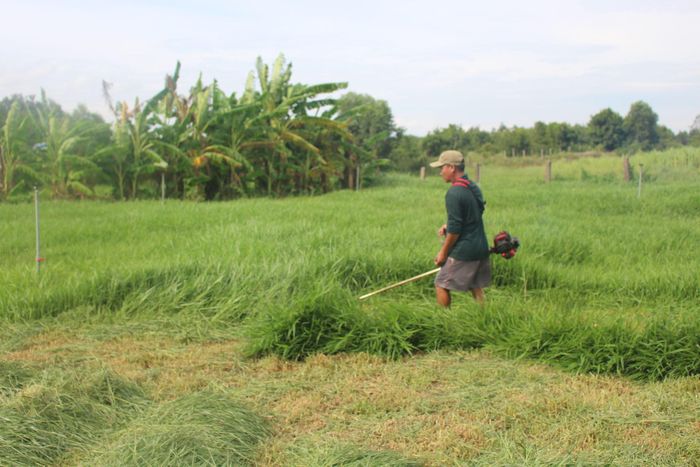 Hợp tác xã chủ động đồng cỏ làm thức ăn cho bò