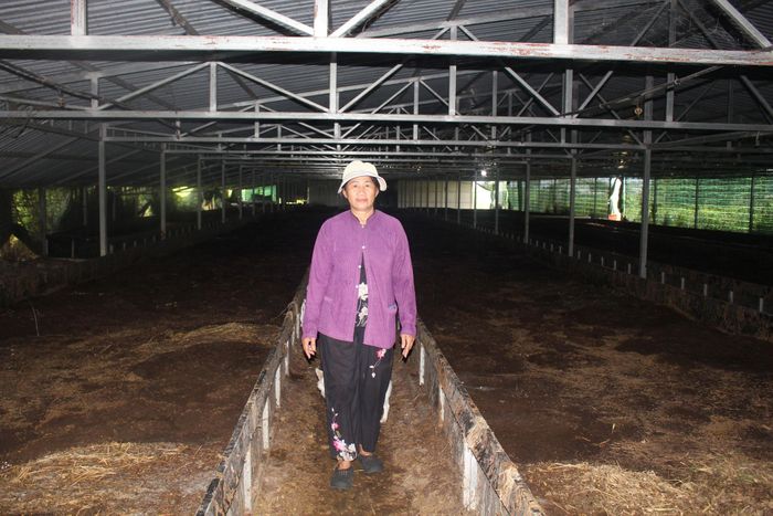 Khu nuôi trùn quế làm phân bón