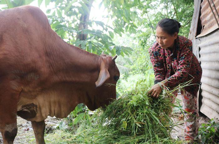 Bà Lệ chăm sóc con bò, nhưng đã hơn 2 năm, bò chưa sinh sản
