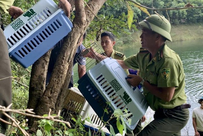 Lực lượng chức năng tiến hành thả các cá thể về môi trường tự nhiên