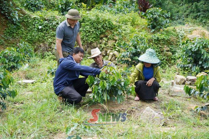 Nông dân xã Long Hẹ được hướng dẫn các phòng, chống sâu bệnh cho cây cà phê.