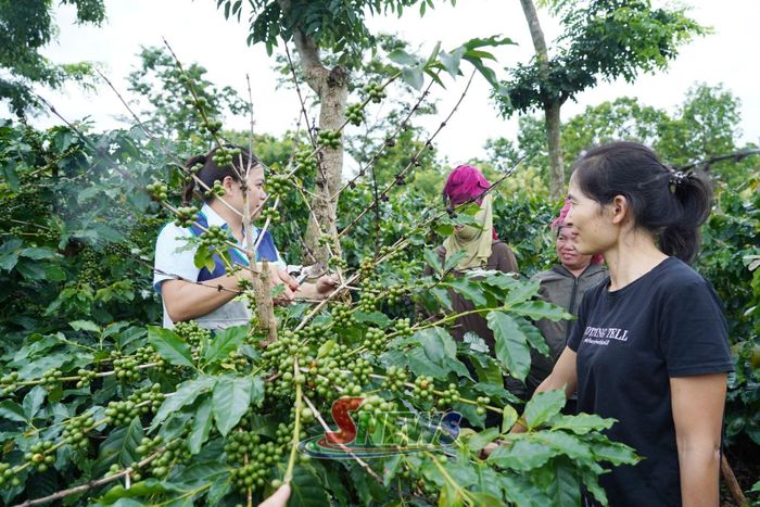 Cán bộ khuyến nông hướng dẫn nông dân phường Chiềng Cơi chăm sóc cây cà phê.