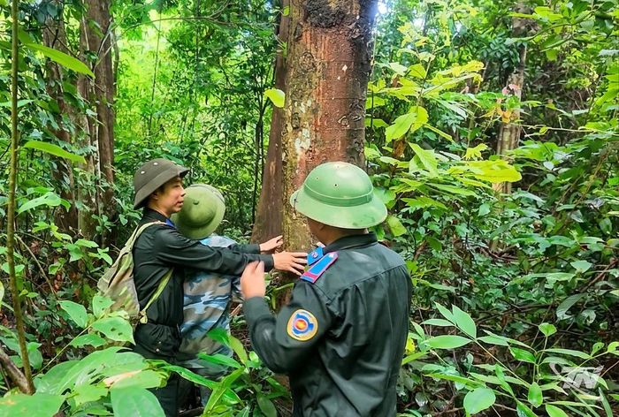 Đánh dấu những cây rừng trong quá trình tuần tra, kiểm tra.