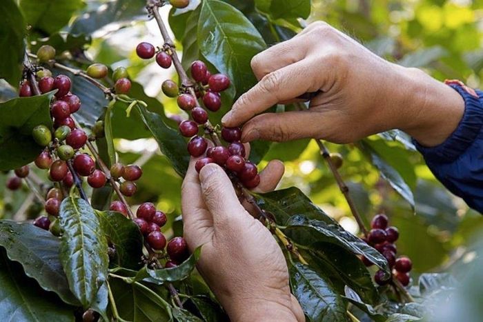  Thu hái cà phê chín tại vùng nguyên liệu, góp phần bảo đảm chất lượng hạt cà phê ngay từ khâu đầu vào (Ảnh minh họa) 