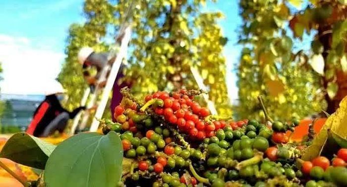 Giá tiêu hôm nay tại các vùng sản xuất trọng điểm tiếp tục duy trì trong khoảng 135.000 - 137.000 đồng/kg. Ảnh minh họa