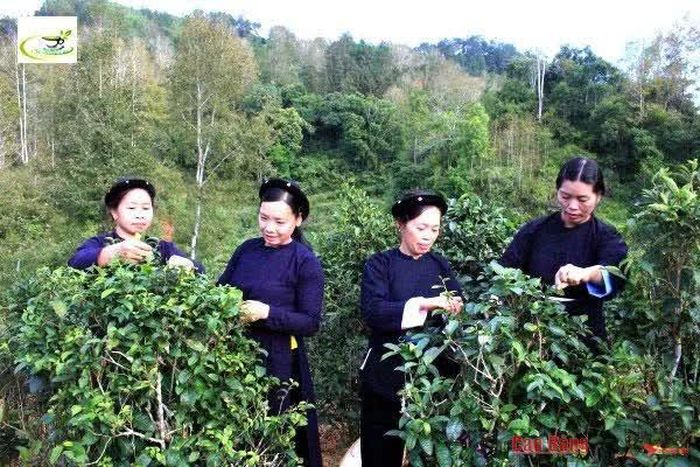 Chè Đoỏng Pán là một trong những cây trồng chủ lực của xã Độc Lập.