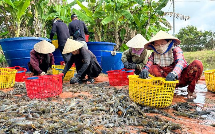 Người dân xã Vĩnh Phước phấn khởi thu hoạch tôm càng xanh xen canh trên đất lúa, năng suất bình quân toàn xã đạt ổn định từ 160-180 kg/ha.