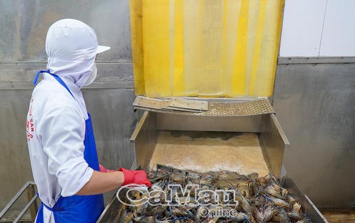Tôm càng xanh được rửa sạch qua hệ thống tự động trước khi đưa vào dây chuyền chế biến xuất khẩu.
