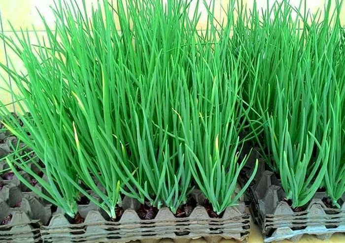 Nên trồng hành ở nơi có đủ ánh sáng.