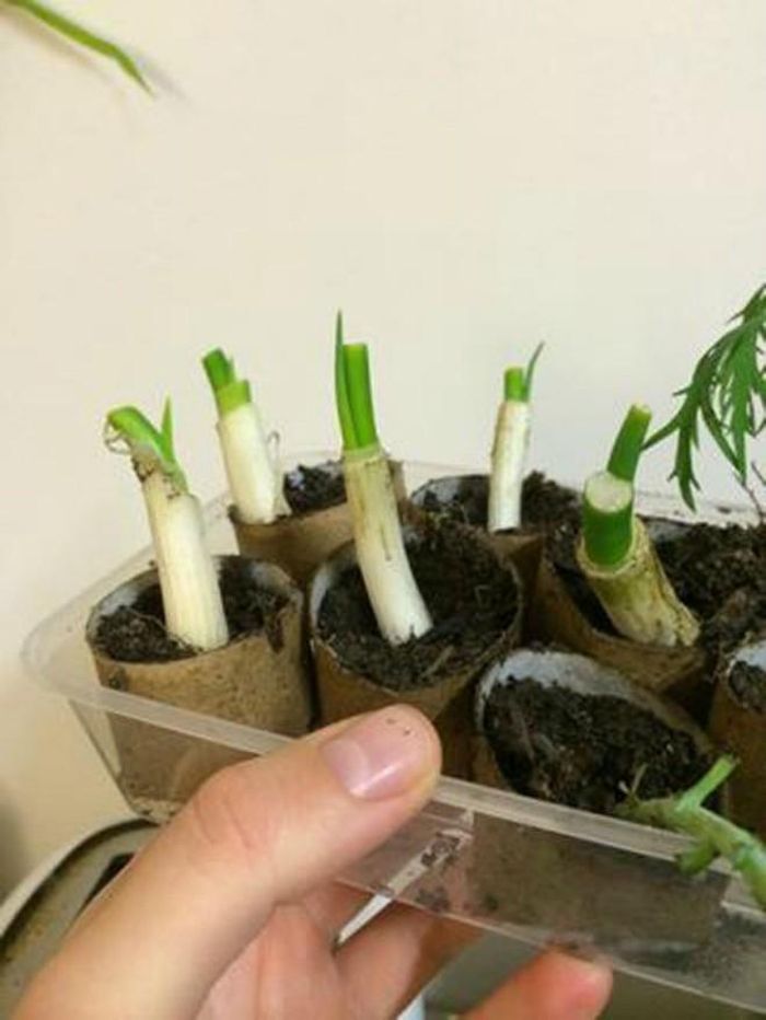 Cần cắt hành đúng cách để cây tiếp tục mọc.