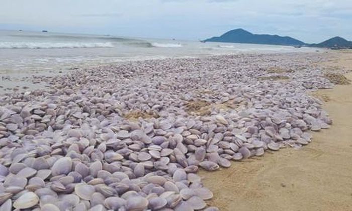 Ngao tím chết thành lớp dày dạt vào bờ biển