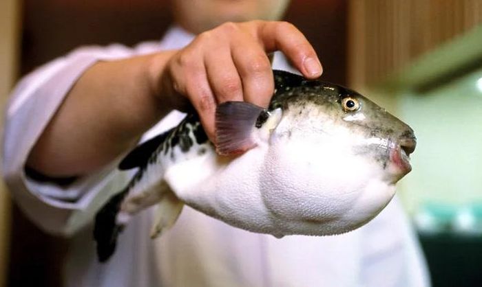 Fugu là tên gọi chung cho nhiều loài cá nóc ăn được tại Nhật Bản, món ăn được ưa chuộng không chỉ vì hương vị tinh tế mà còn bởi mức độ nguy hiểm trong khâu chế biến