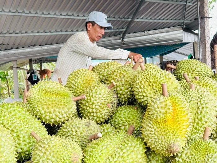 Các địa phương tăng cường giám sát việc duy trì điều kiện vùng trồng, kiểm soát dư lượng thuốc bảo vệ thực vật, an toàn thực phẩm. Ảnh: PV