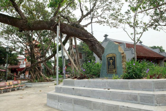 Cây đa ở đình Kim Quy, nơi cụ Tô Văn Mục treo lá cờ đỏ búa liềm trong đêm 1-5-1930 được công nhận là Cây đa di sản Việt Nam năm 2024. Ảnh: Hồng Nhung
