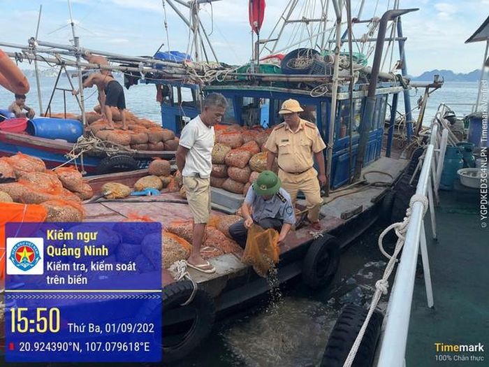 Lực lượng chức năng thả nhuyễn thể về môi trường biển. Ảnh: Công an TP Quảng Ninh