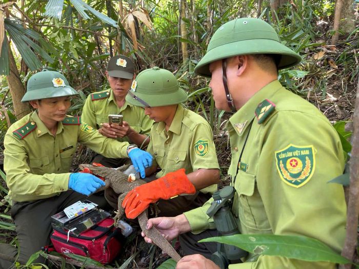 Động vật hoang dã được các lực lượng kiểm tra nghiêm ngặt tình trạng sức khỏe trước khi thả về rừng. Ảnh: VQGBM cung cấp.