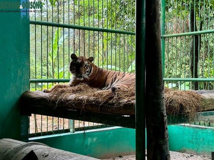 Trước đợt kiểm tra, cán bộ chuyên môn rà soát hồ sơ của từng cá thể hổ, từ lịch sử chăm sóc, kết quả xét nghiệm, lịch tiêm phòng đến chế độ dinh dưỡng, thể trạng và những vấn đề sức khỏe từng ghi nhận. Những thông tin hằng ngày như lượng thức ăn, nước uống, phân, nước tiểu, dáng đi, tình trạng da lông hay mức độ tương tác với môi trường cũng được cập nhật, tạo thành cơ sở dữ liệu liên tục về sức khỏe của từng cá thể.