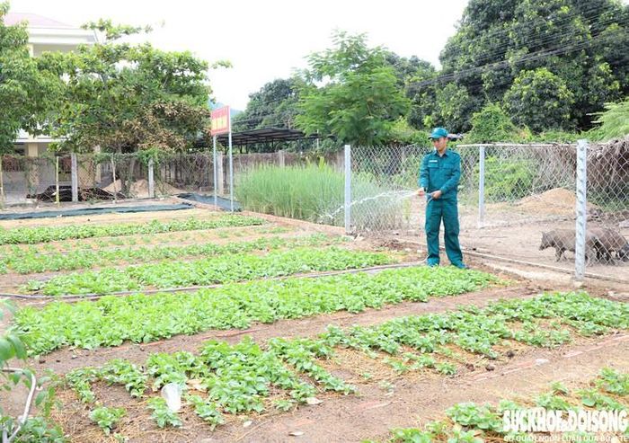 Những mầm xanh làm đẹp khuôn viên đơn vị, góp phần làm đủ đầy hơn bữa cơm và tiếp tục hành trình đến những gia đình còn khó khăn. Ảnh: Duy Ngọc.