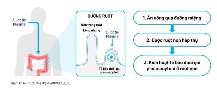 Cơ chế kích hoạt tế bào miễn dịch pDC của lợi khuẩn Postbiotic L.Lactis Plasma