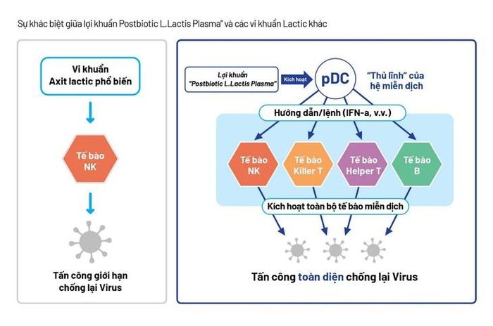 Postbiotic L.Lactis Plasma có khả năng kích hoạt trực tiếp tế bào pDC