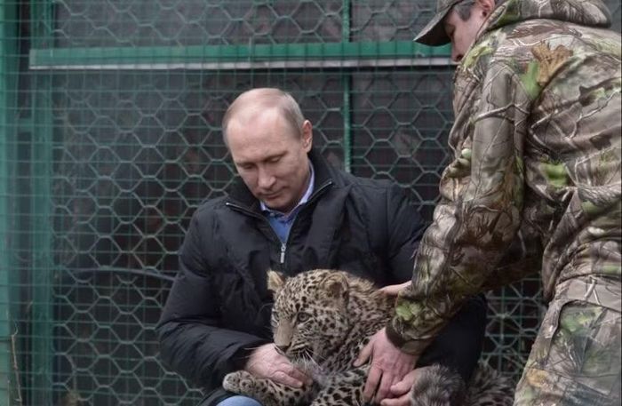 Phát biểu tại phiên toàn thể Diễn đàn Kinh tế Phương Đông 2026 ở thành phố Vladivostok, ông Putin cho biết con hổ xuất hiện ngay trước đầu xe khi đoàn xe đang di chuyển xuyên rừng.