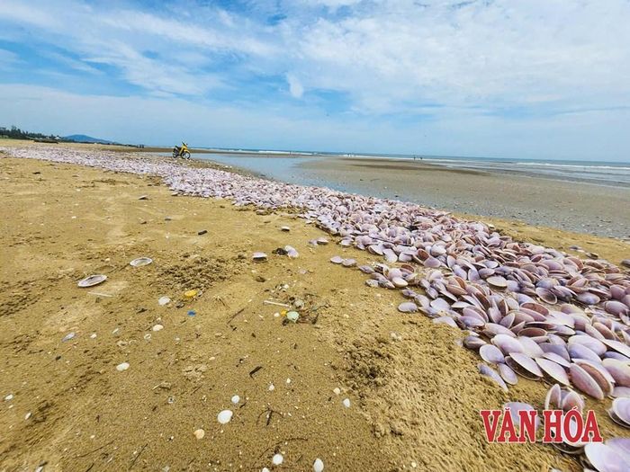 Hình ảnh hàng tấn vỏ ngao trôi dạt vào bờ biển Yên Hoà ghi nhận vào sáng 3.9
