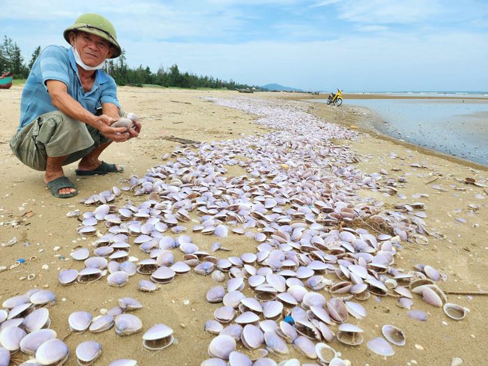  Vỏ nghêu tím tấp vào dày đặc dọc bờ biển xã Yên Hòa. Ảnh chụp ngày 2-9 